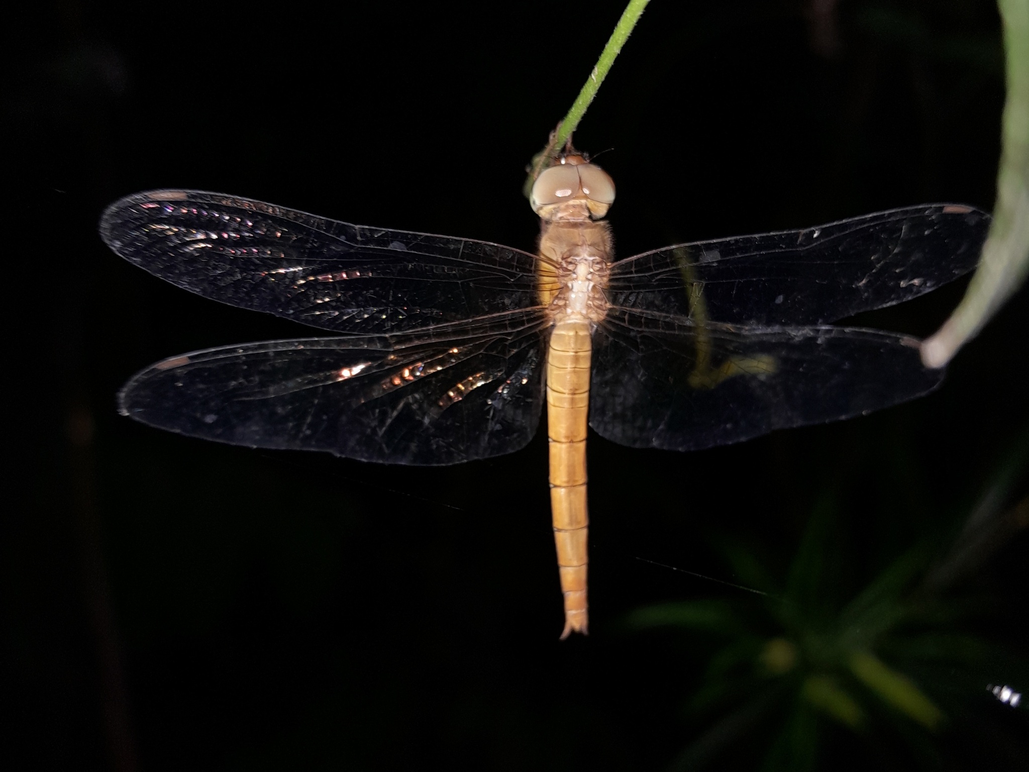 Coral-Tailed Cloudwing