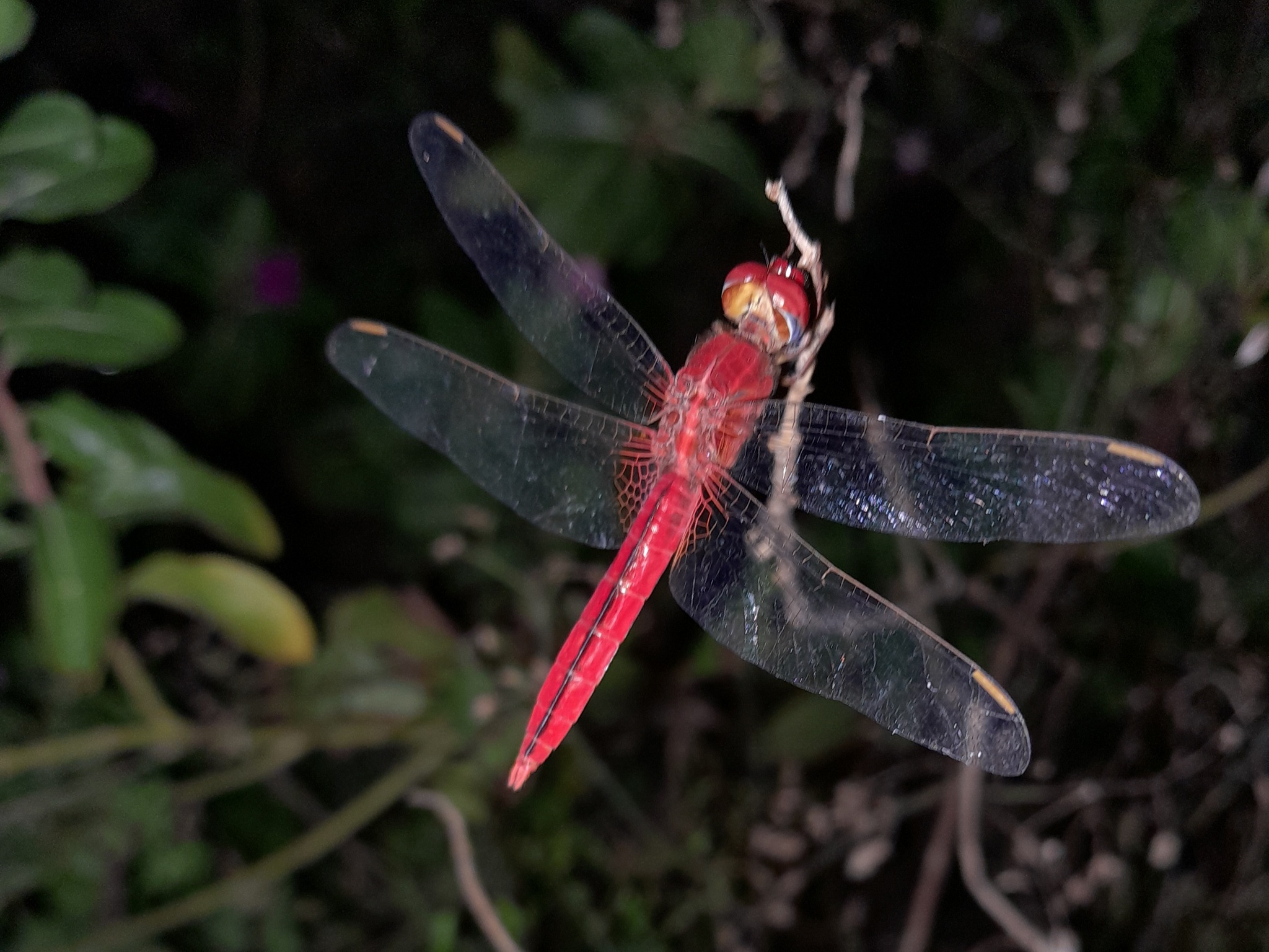 Scarlet Skimmer