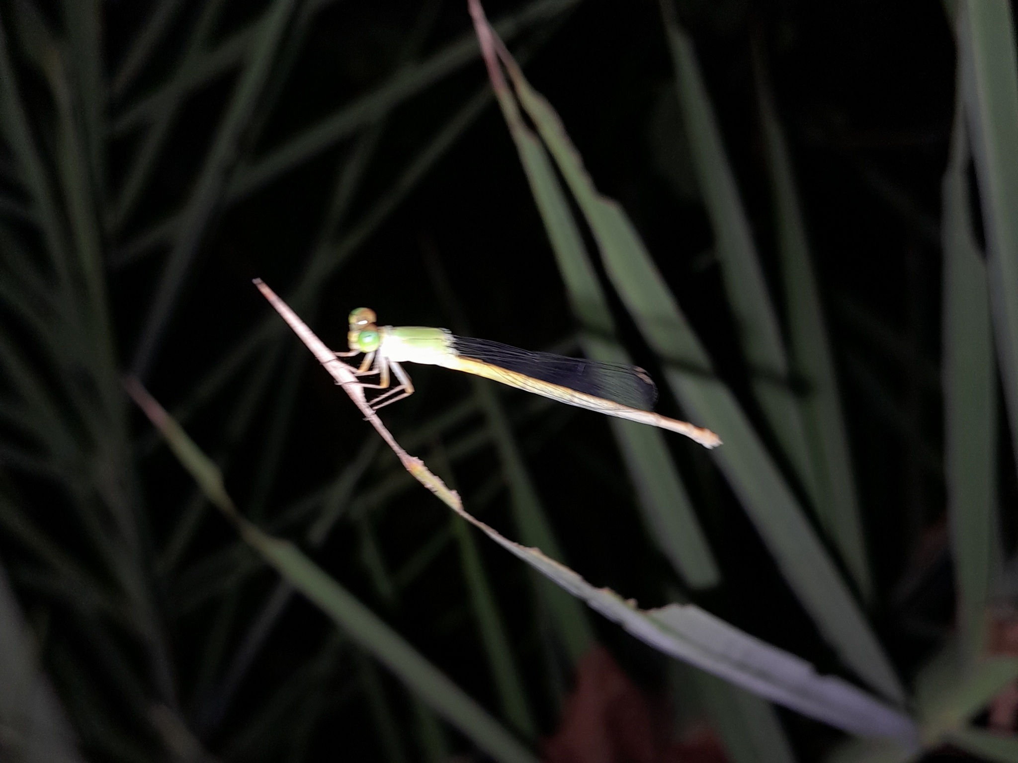 Coromandel Marsh Dart