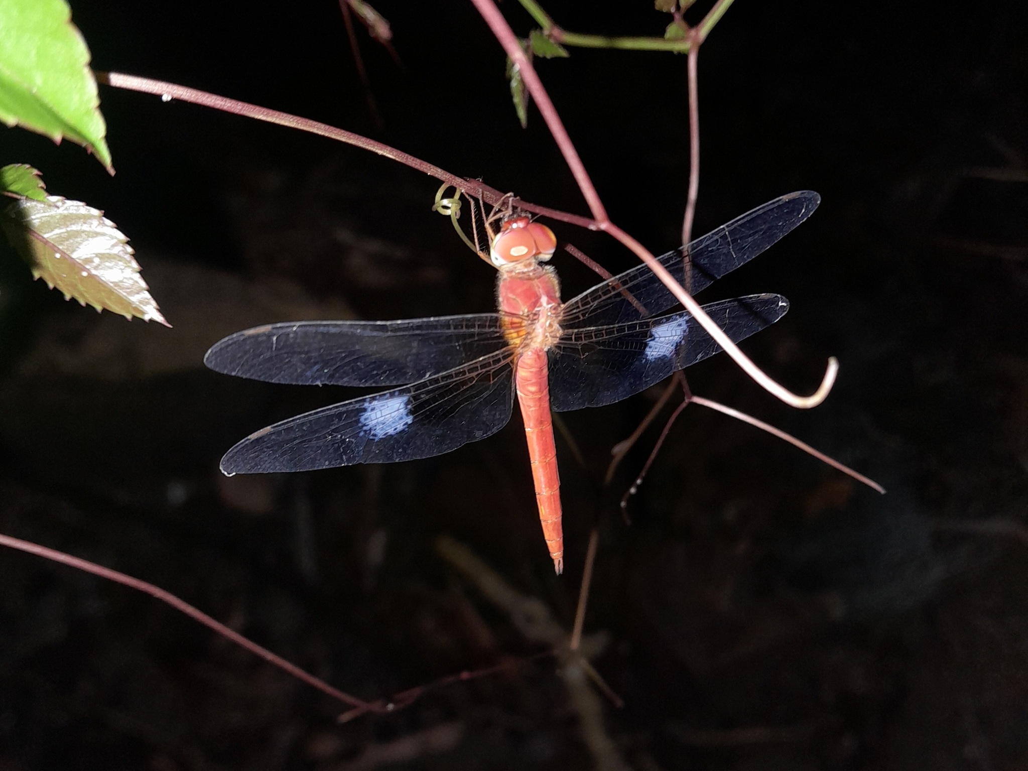 Coral-Tailed Cloudwing