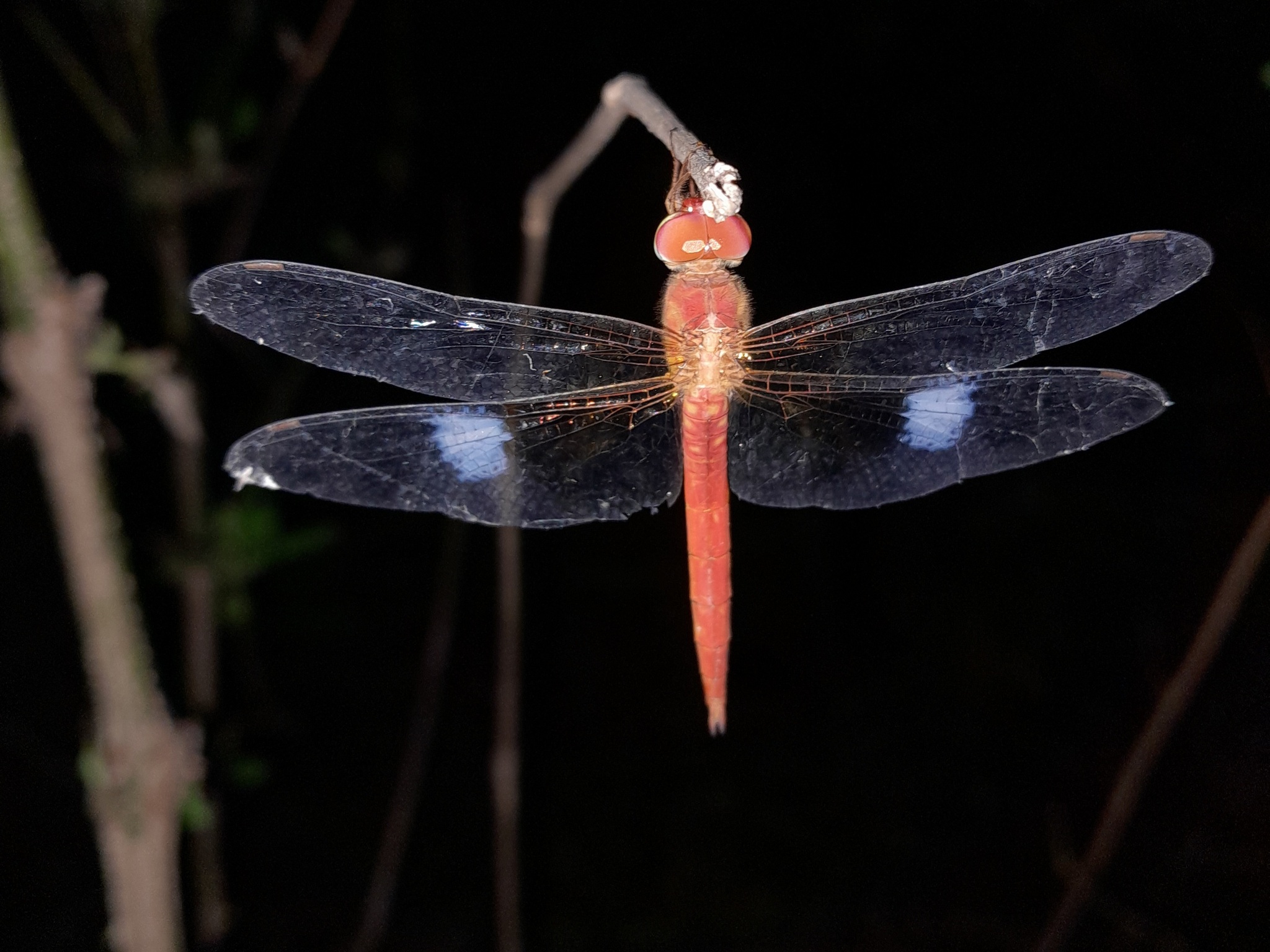 Coral-Tailed Cloudwing