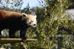 Ailurus fulgens