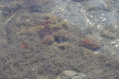 Gracilaria