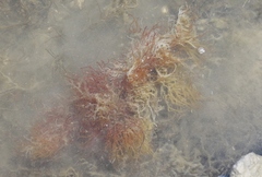 Gracilaria