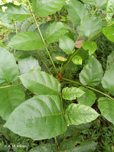 Brucea macrocarpa