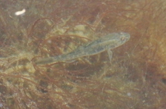 Acanthogobius flavimanus