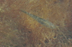 Acanthogobius flavimanus