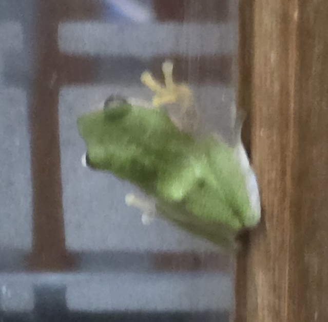 Malabar Gliding Tree Frog