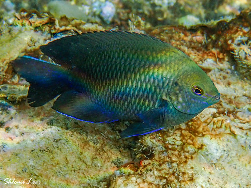Pomacentrus aquilus observed 2025-05-14