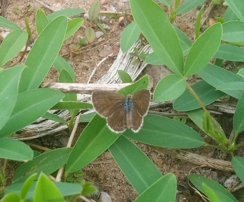 African Grass Blue