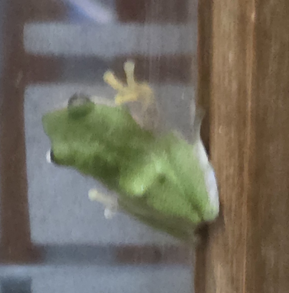 Variable Coloured Bush Frog