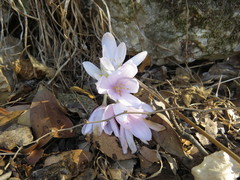 Colchicum troodi