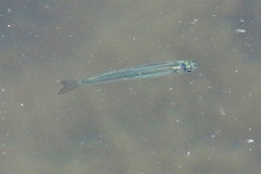 Atheriniformes