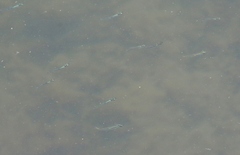 Atheriniformes