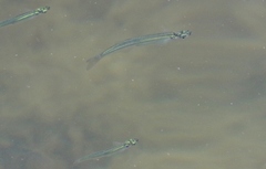 Atheriniformes