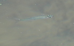 Atheriniformes