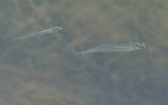 Atheriniformes