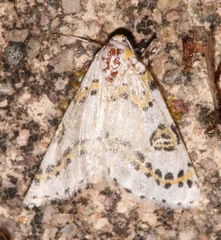 Philtraea elegantaria