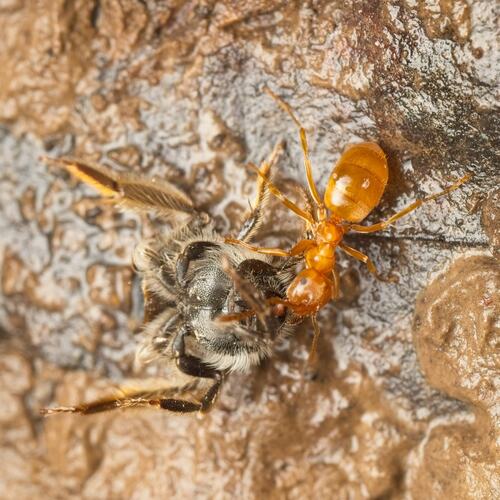 Shiny-bellied Fuzzy Ant photo 5