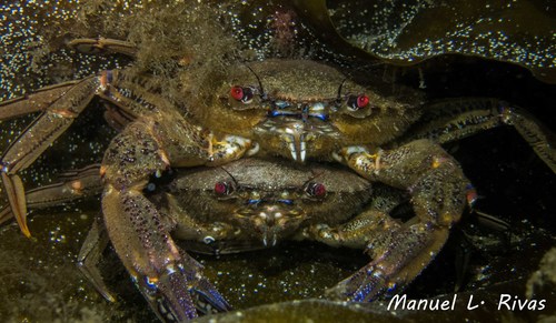 Velvet Swimming Crab, photo 7 of 10
