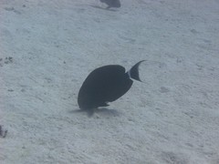 Acanthurus gahhm