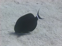 Acanthurus gahhm
