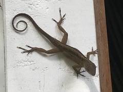 Anolis sagrei