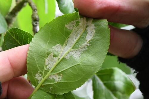 Apple Leaf Mite