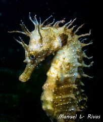 Hippocampus guttulatus