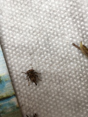 Insecta