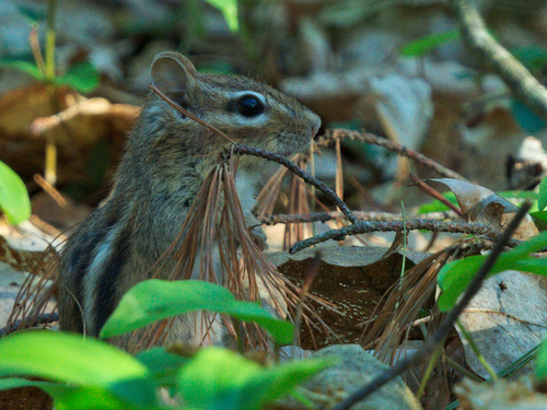 Northeastern Chipmunk photographed in New Hampshire