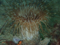 Cerianthus membranaceus