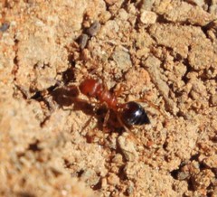 Crematogaster melanogaster