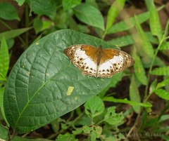 Harma theobene theobene