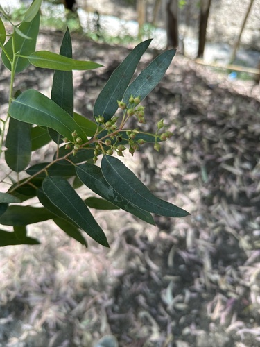 Avistamiento Eucalyptus camaldulensis