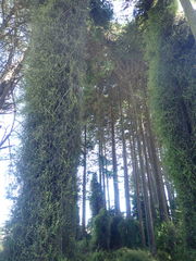 Muehlenbeckia complexa