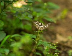 Catuna angustatum