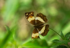 Harma theobene theobene