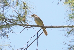 Lichmera indistincta limbata