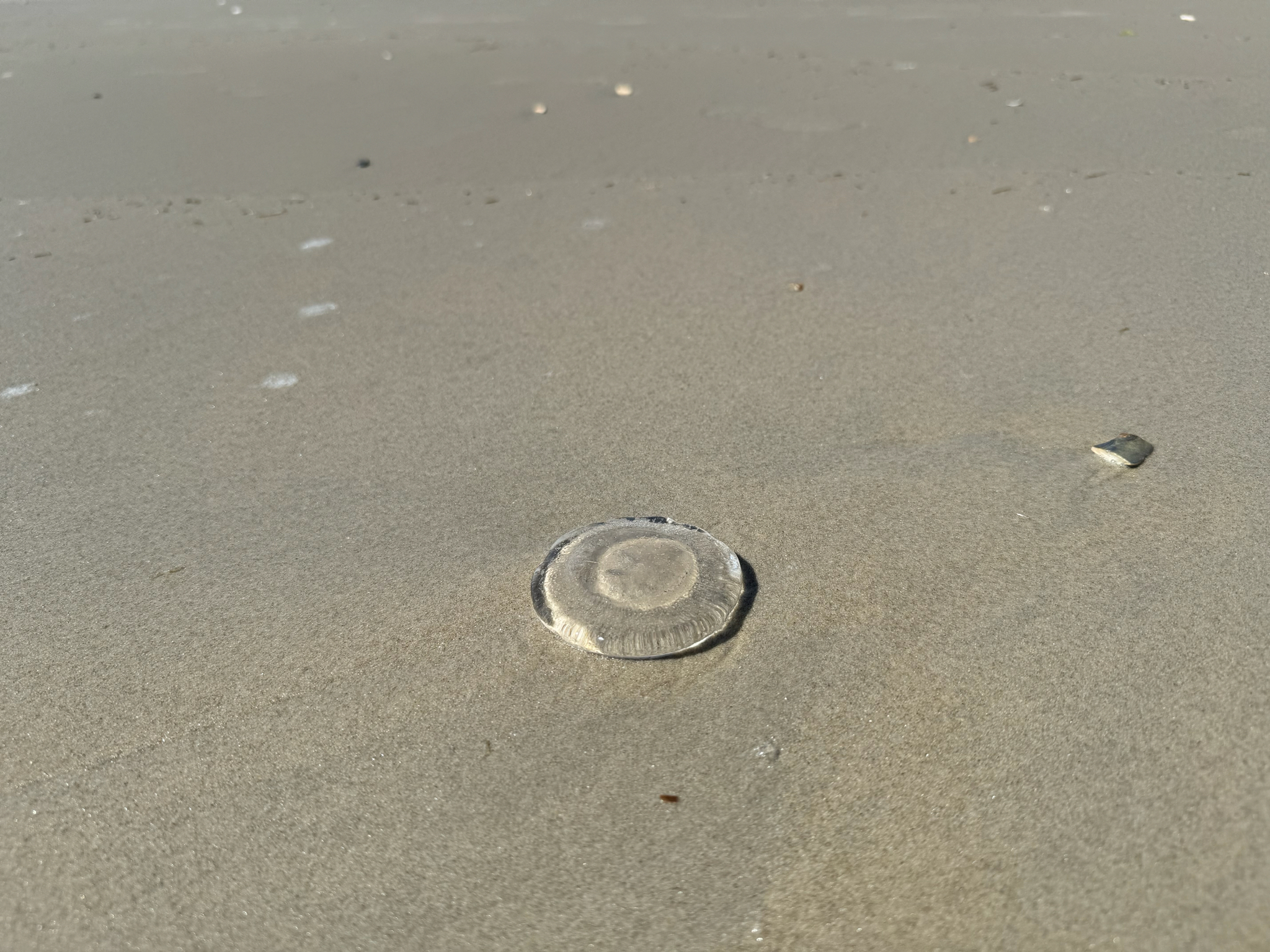 Rhacostoma atlanticum L.Agassiz, 1851