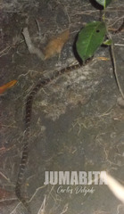 Leptodeira ashmeadii