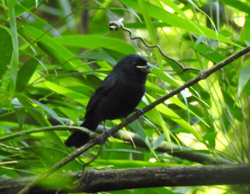 Blackish-blue Seedeater (Amaurospiza moesta), photo 10