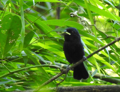 Blackish-blue Seedeater (Amaurospiza moesta), photo 5