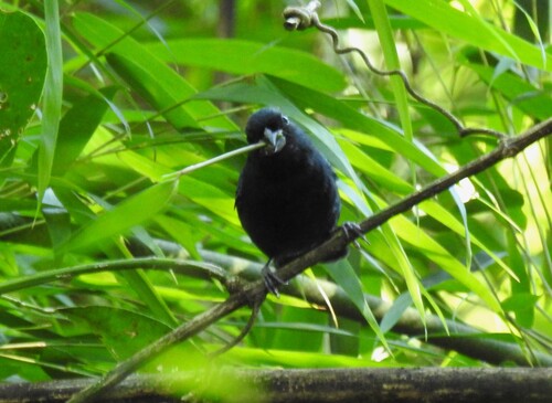 Blackish-blue Seedeater (Amaurospiza moesta), photo 1
