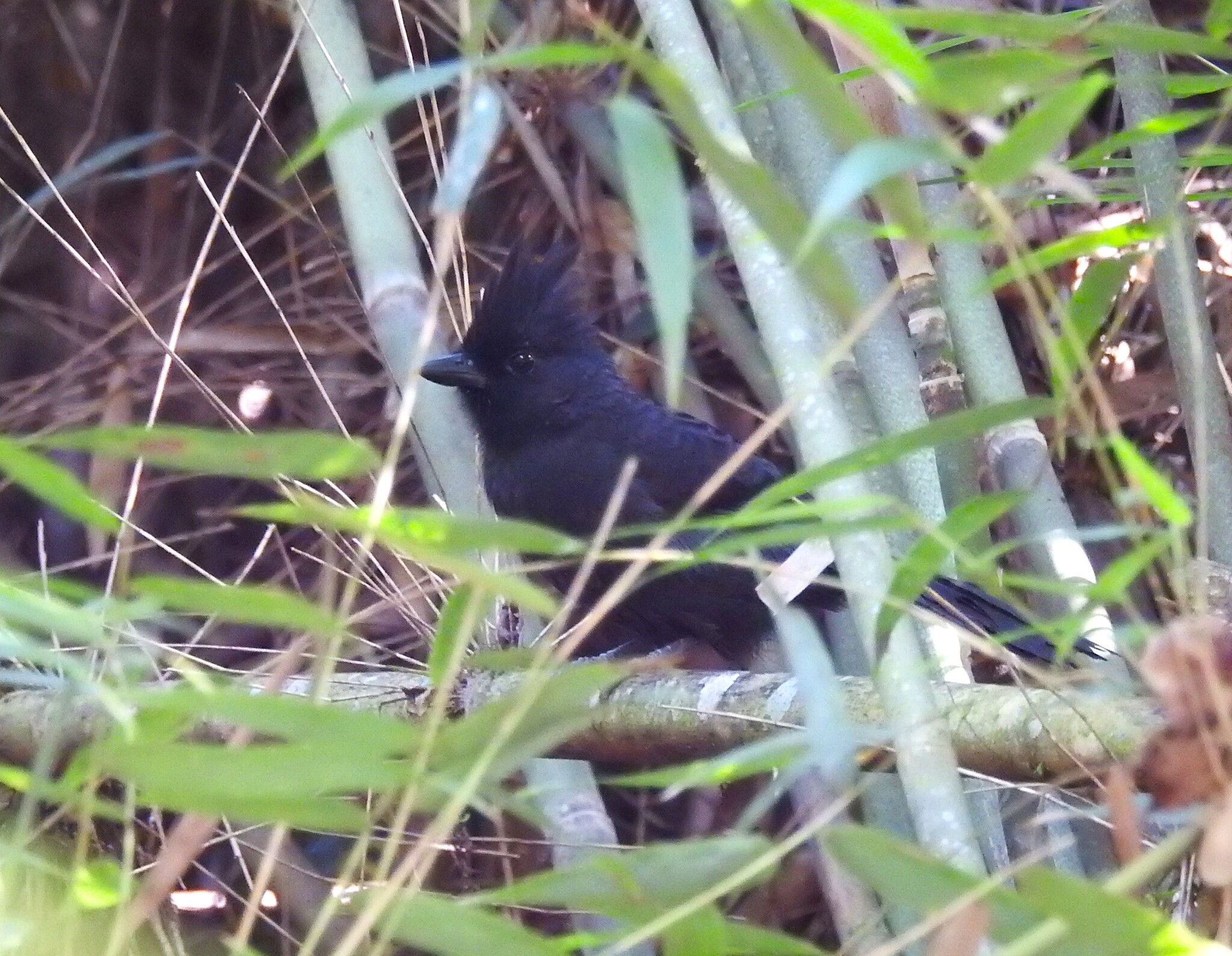 Tufted Antshrike (Mackenziaena severa), photo 6
