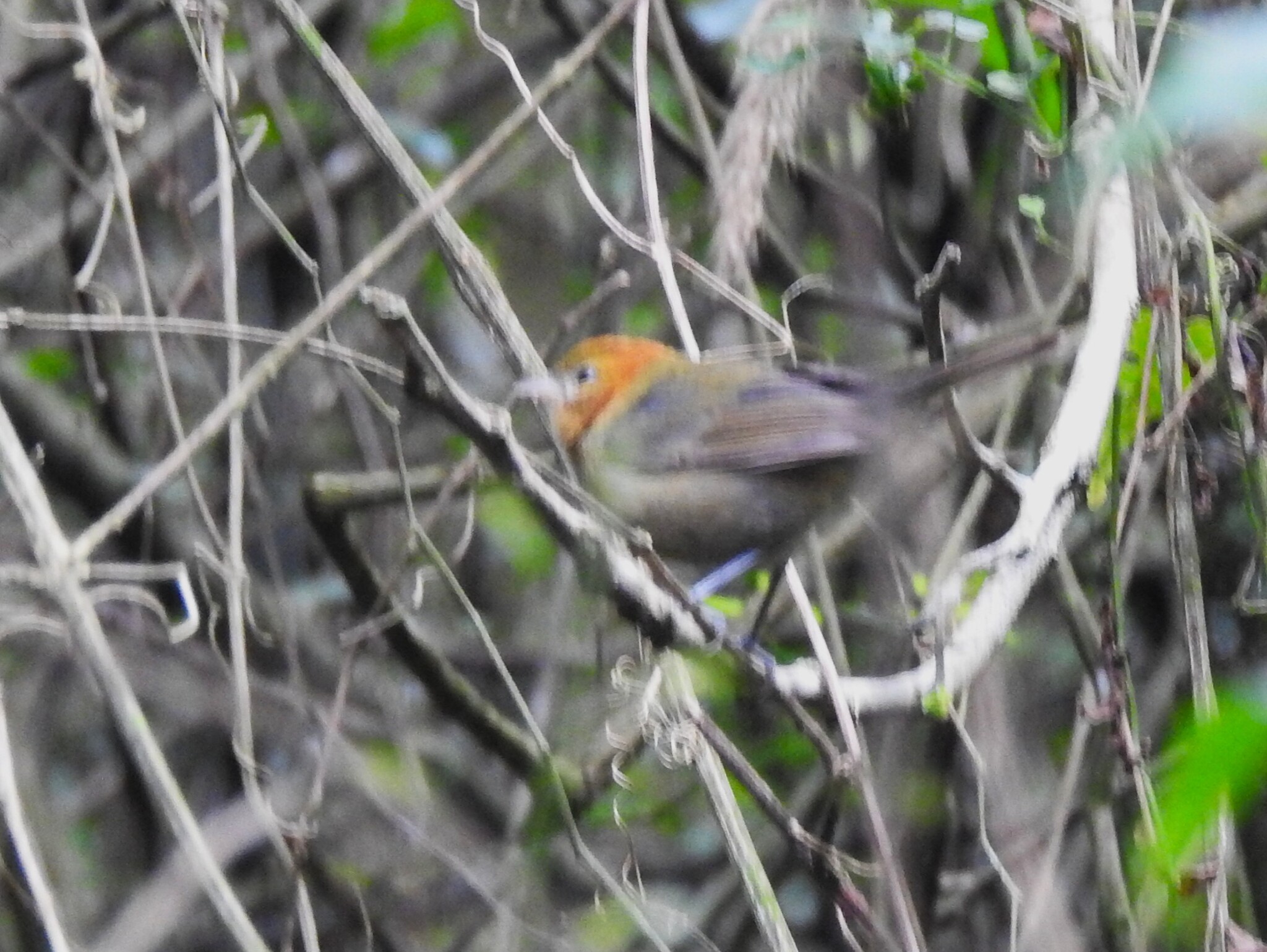 Chestnut-headed Tanager (Thlypopsis pyrrhocoma), photo 2