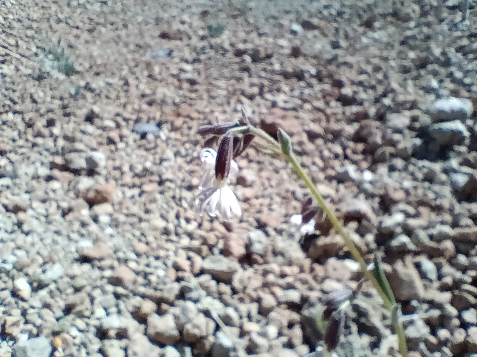 Silene del Teide