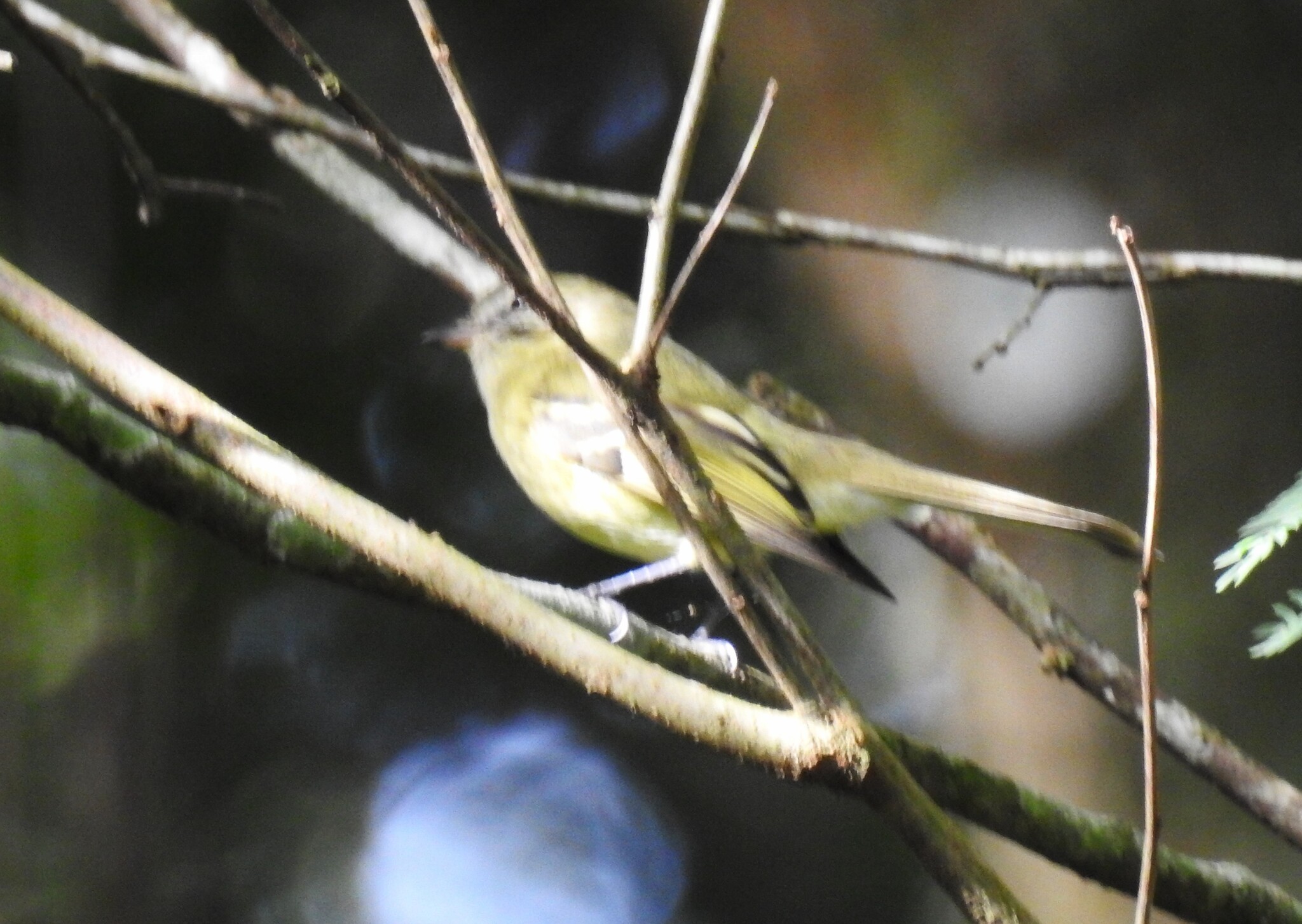 Greenish Tyrannulet (Phyllomyias virescens), photo 1