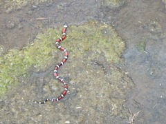 Lampropeltis