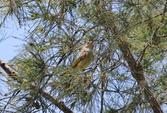 Lichmera indistincta limbata